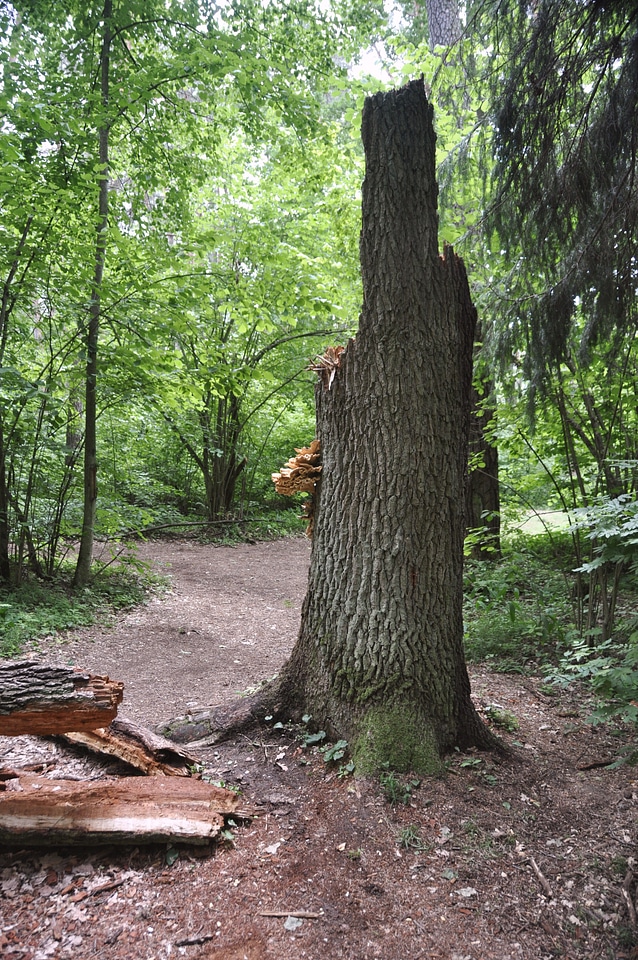Fallen forest spring