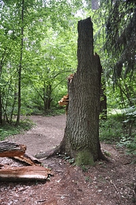 Fallen forest spring