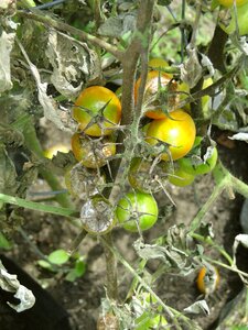Garden late blight advanced
