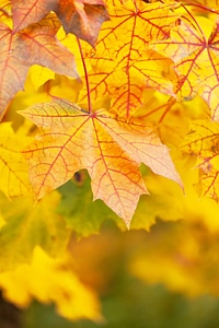 Color fall leaf photo