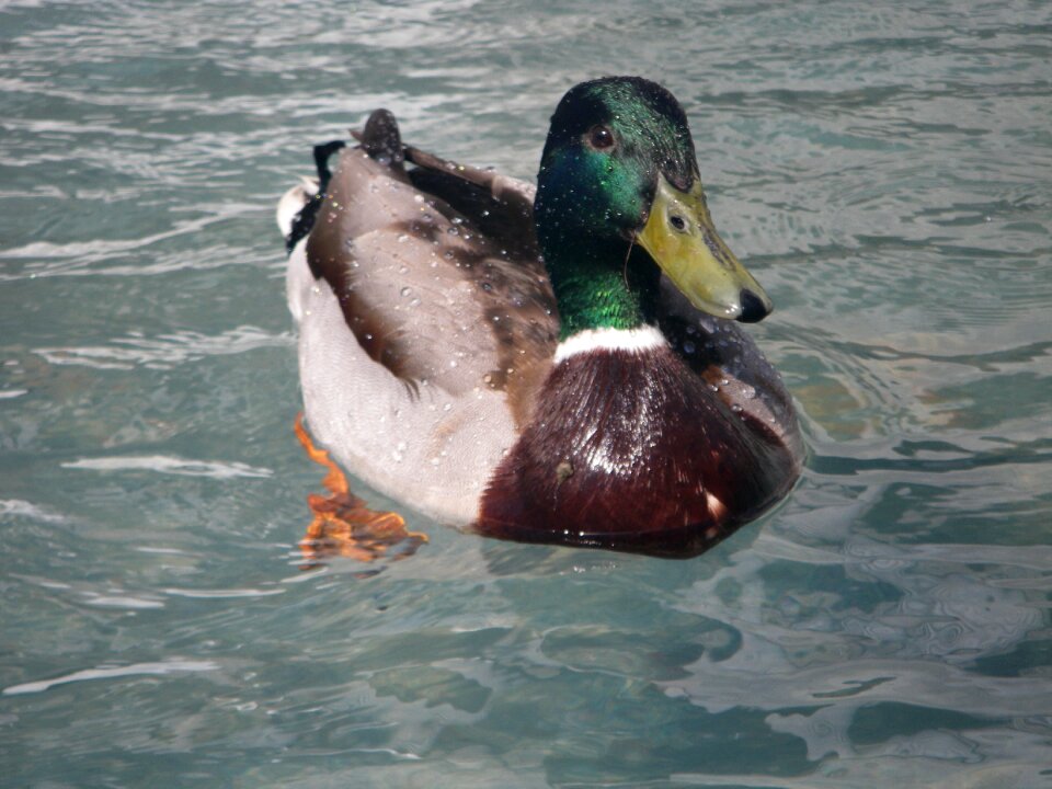 Water bird animal bird
