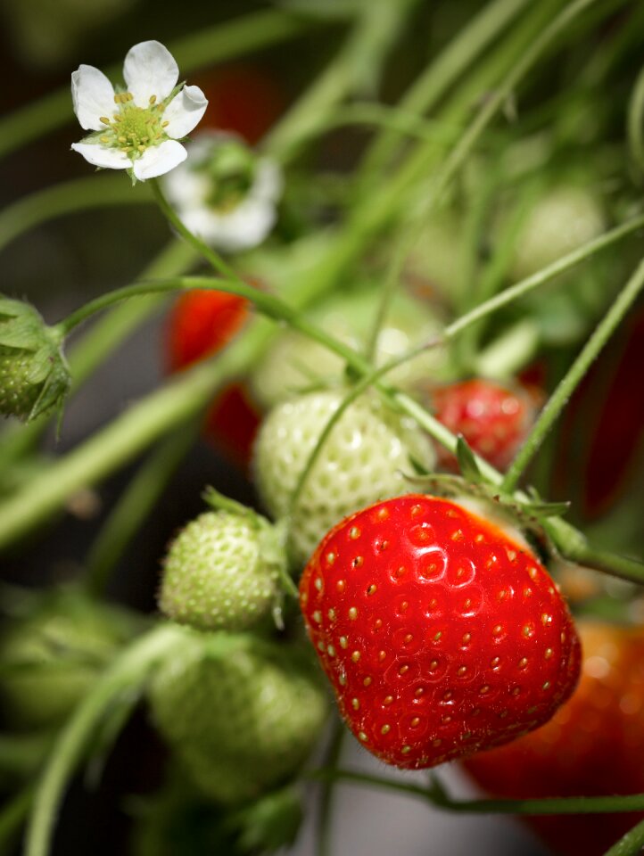 Fruit organic natural