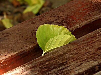 Autumn still life autumn leaves photo