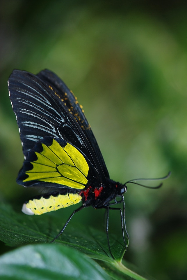 Wildlife bug bright