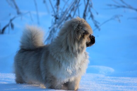 Puppy winter snow