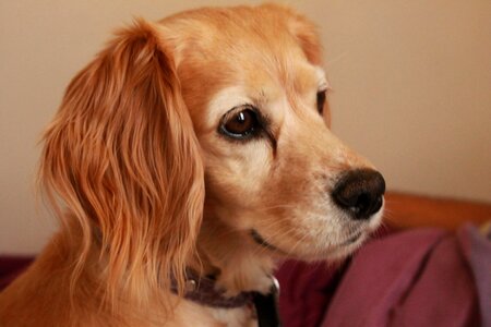 Bitch spaniel profile dog