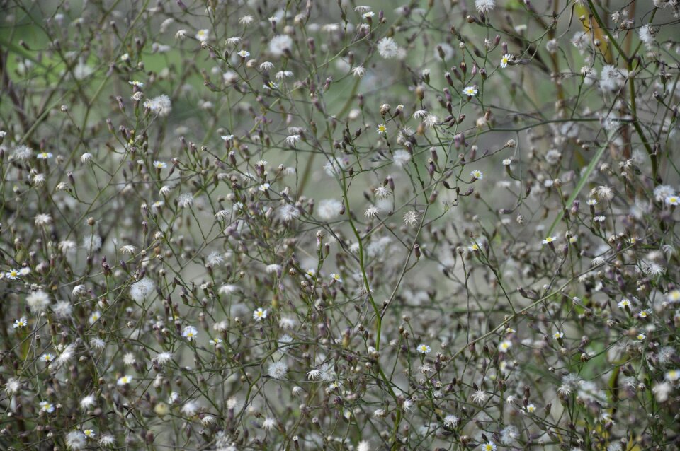 The scenery plant material