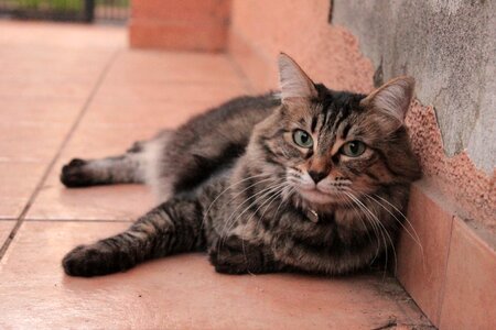 Feline cat kitten