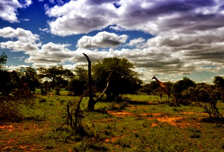 Cloud giraffes savannah photo