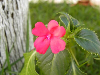 Flowers red flower native flower