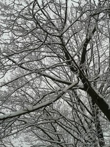 Cold frost branch photo