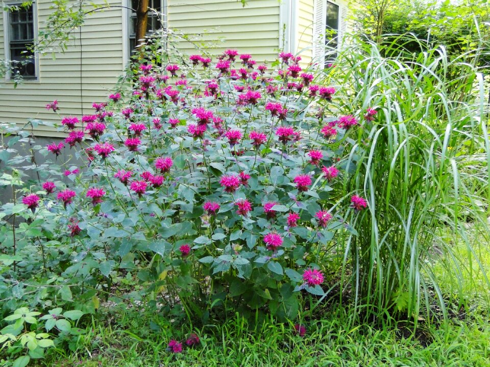 Garden flowers plant