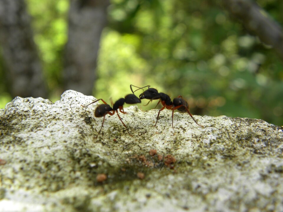 Ants fighting insects