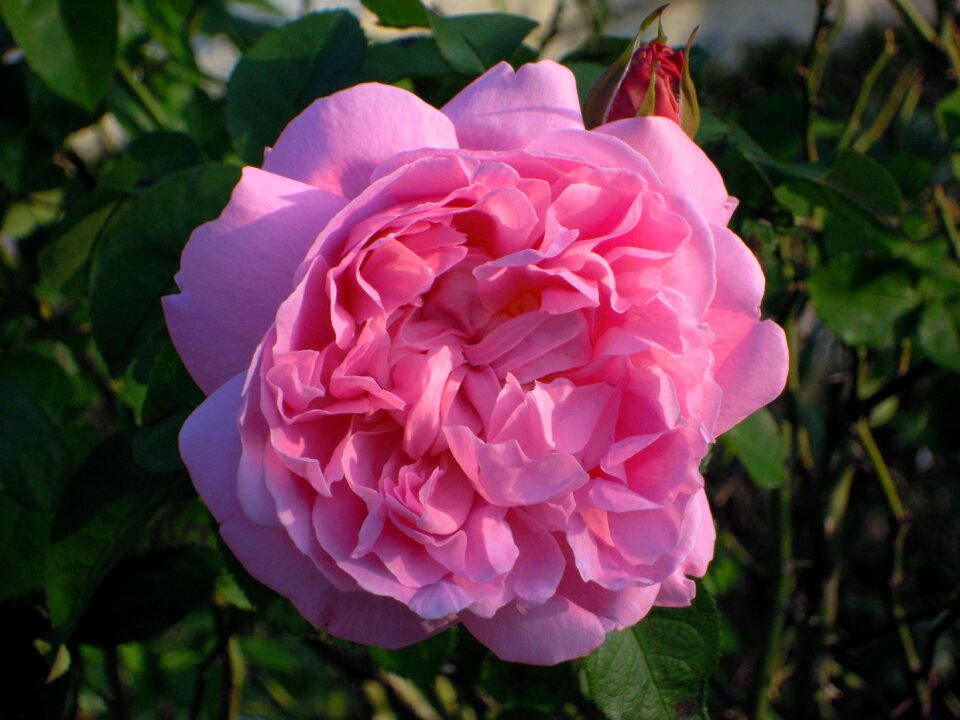 Roses spring taiwan