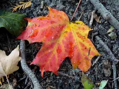 Autumn season leaf photo