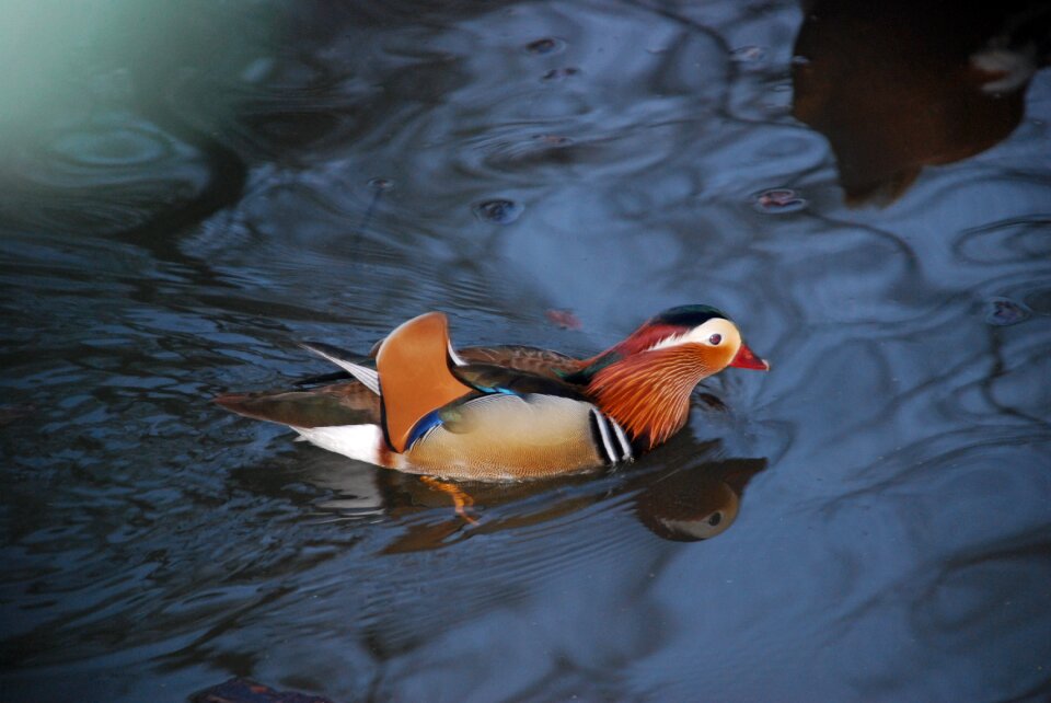 Bird duck water