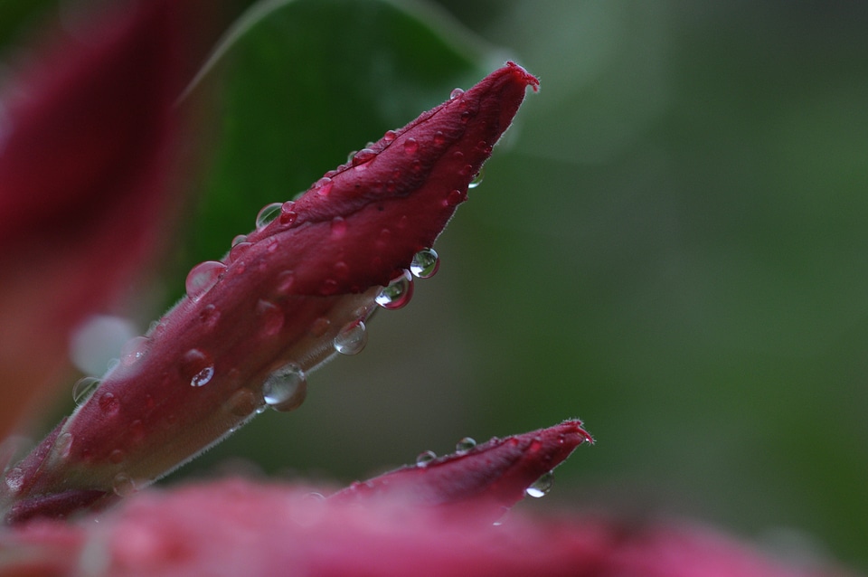 Dew petal bloom
