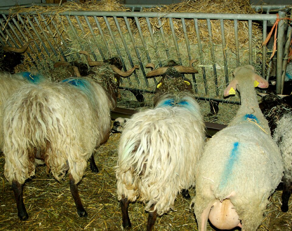 Livestock breeding herd