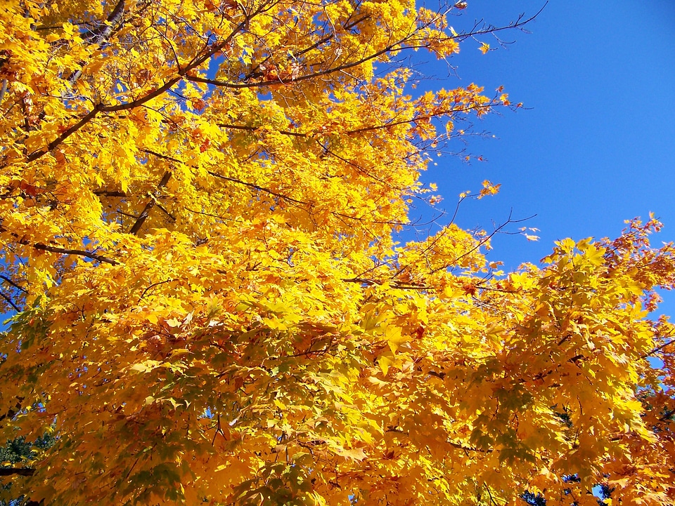 Leaves blue sky