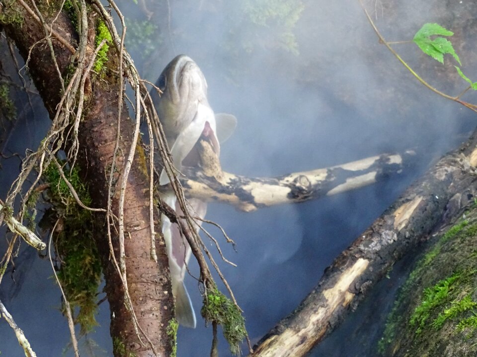 Food smoke delicious