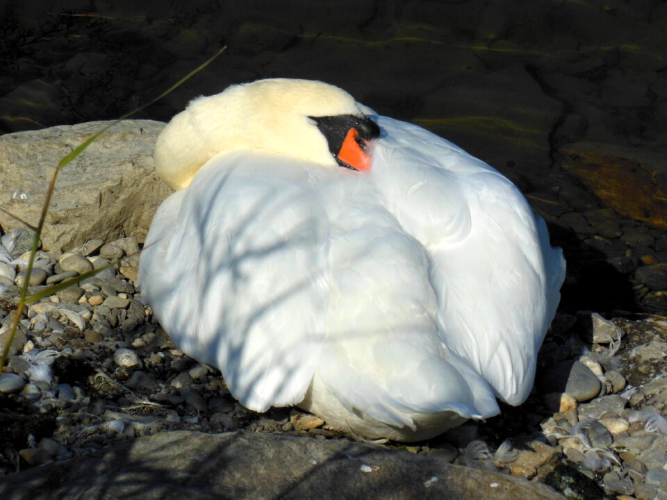 Bird white plumage