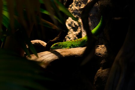 Terrarium creature tail