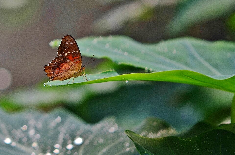 Insect summer wildlife