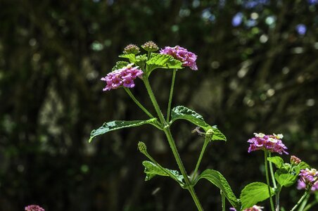 Garden fragile flowers