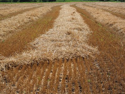 Harvested harvest stubble