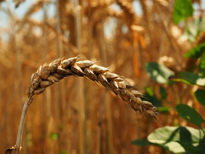 Grain field wheat field photo