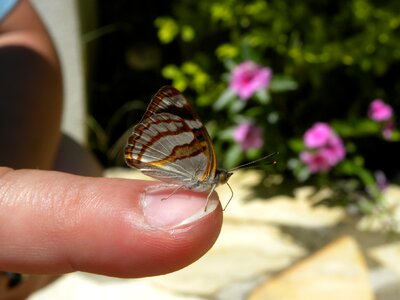 Mariposa butterfly insect photo