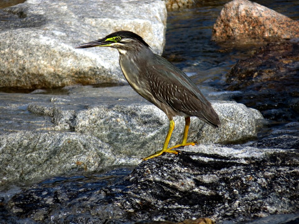 Birds nature animal