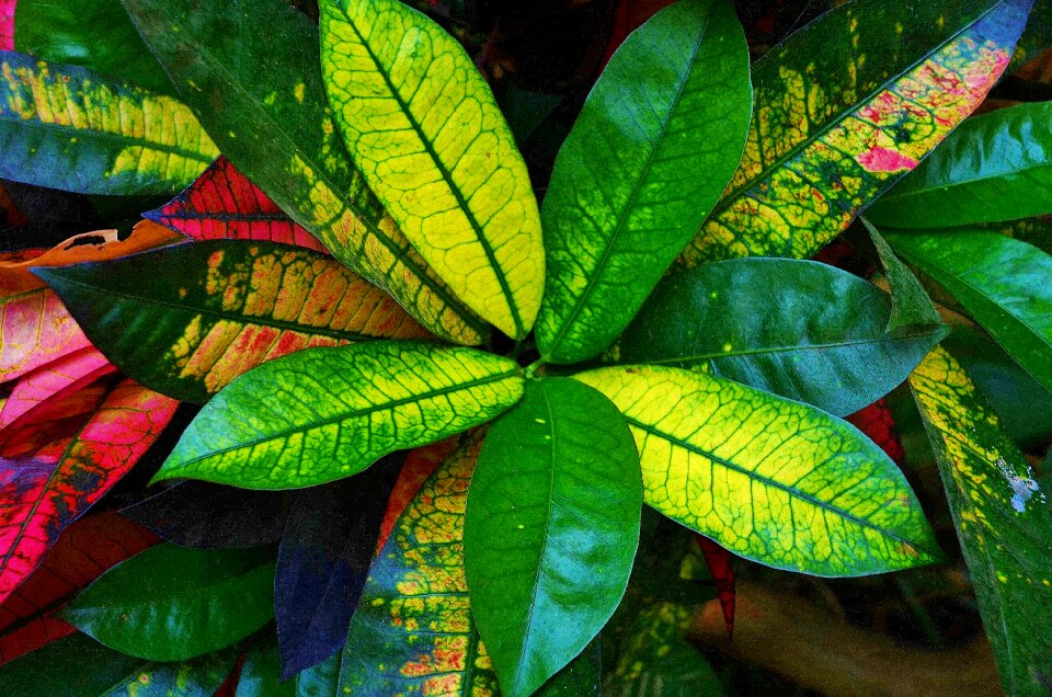 Foliage nature tropical