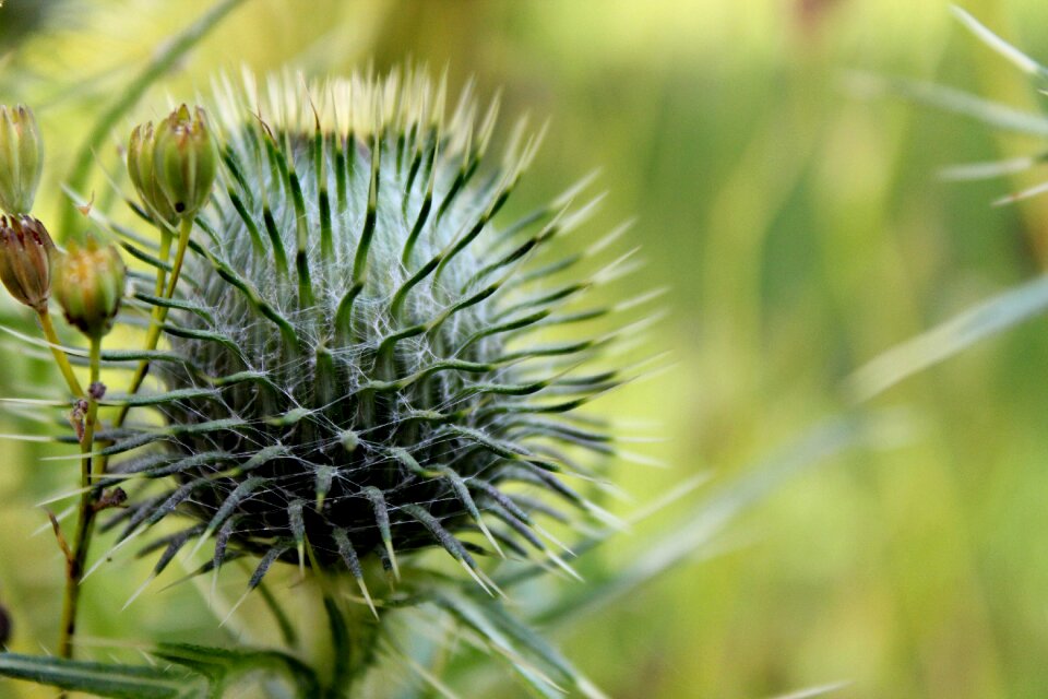 Plant thistle green