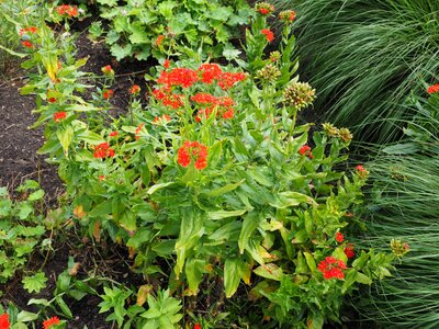 Bloom red lychnis chalcedonica