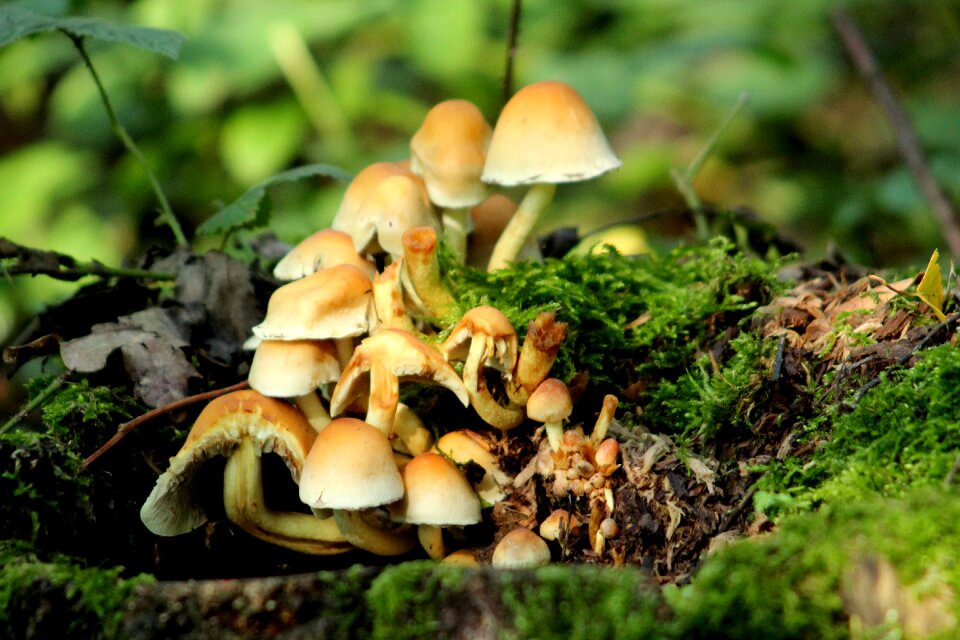 Autumn nature moss