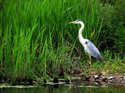 Animal nature new