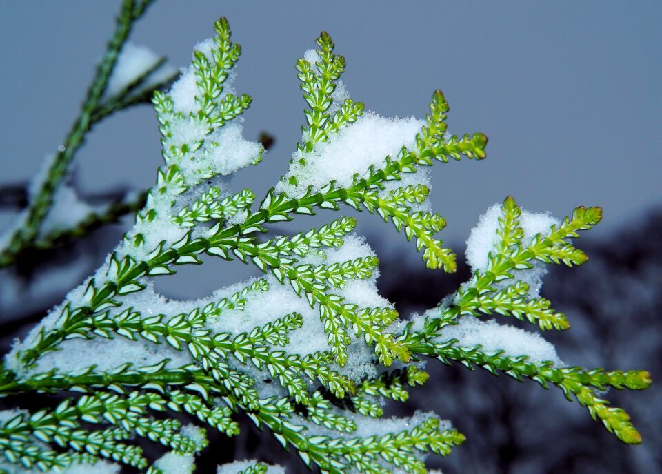 Plant snow evergreen