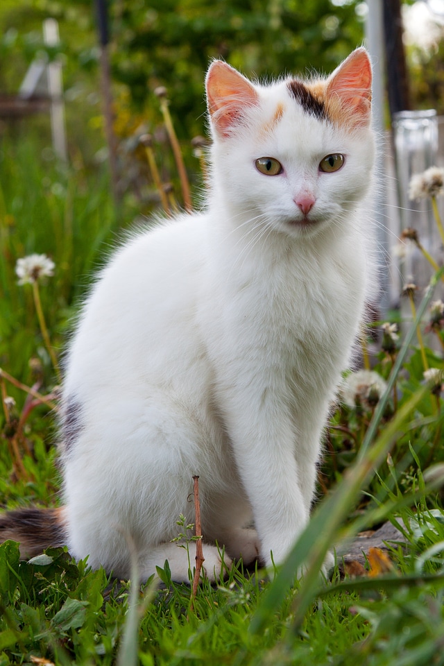 Cute domestic eyes