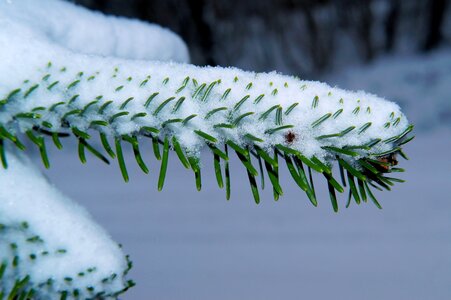 Snow branch tannenzweig photo