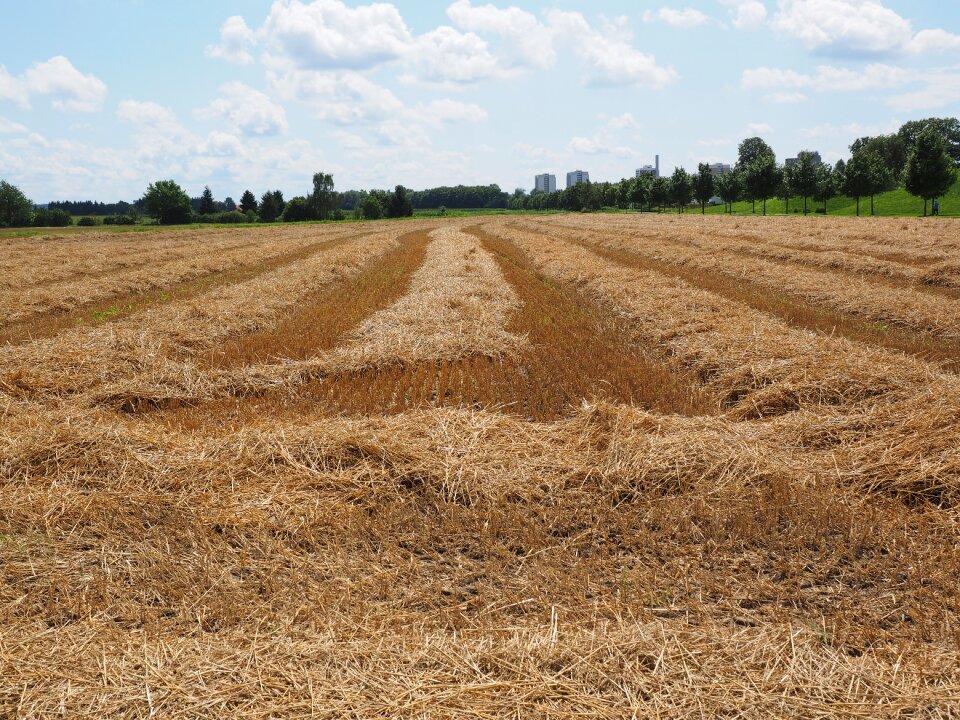 Harvested harvest stubble