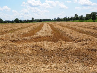 Harvested harvest stubble photo