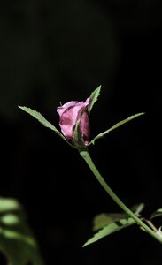 Button plant color pink photo