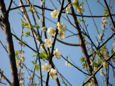 Japanese apricot 蔣 's former residence flowers