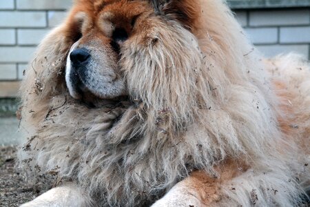 Animal pets hair