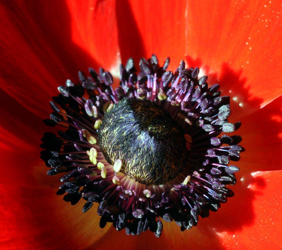 Flower nature macro