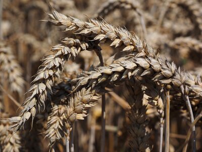 Grain field wheat field