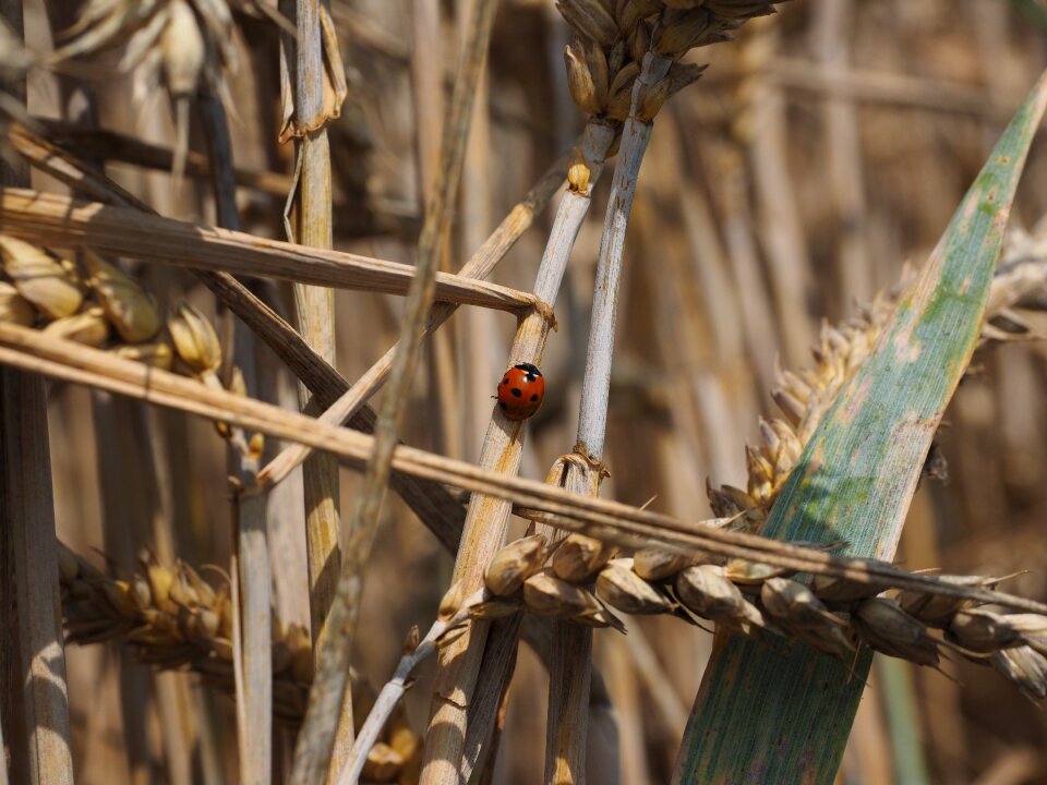 Coccinella septempunctata coccinella animal