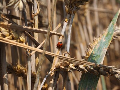 Coccinella septempunctata coccinella animal