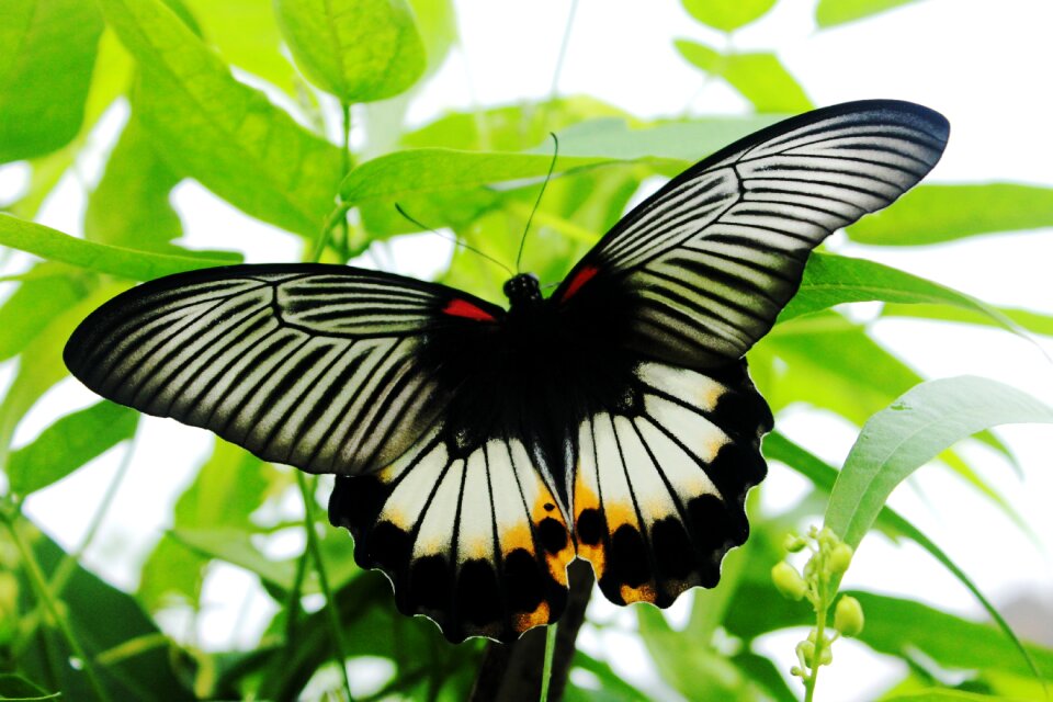 Nature insect wing